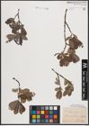 Foto von Salix cinerea L.